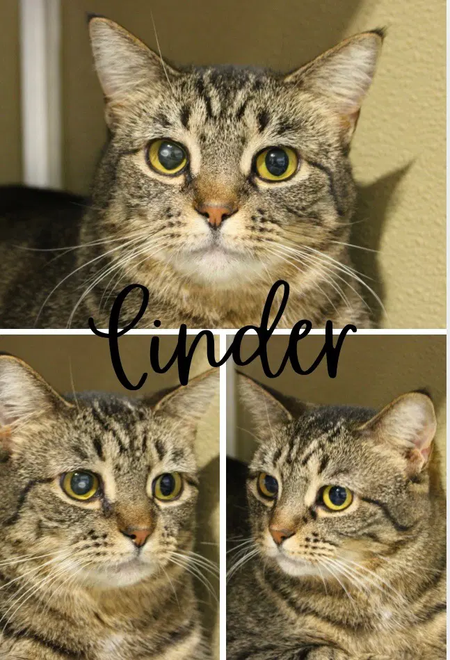 Cinder - Waived Fee- Long Term Resident image 3
