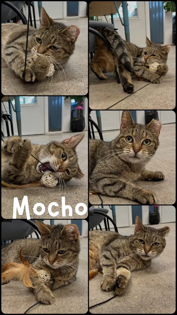 Mocho image 1