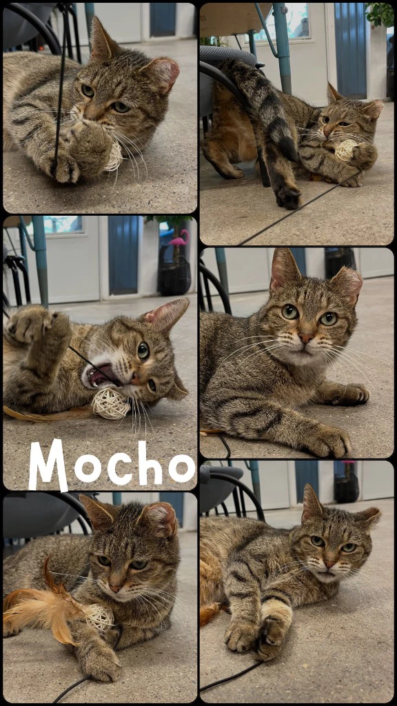 Mocho