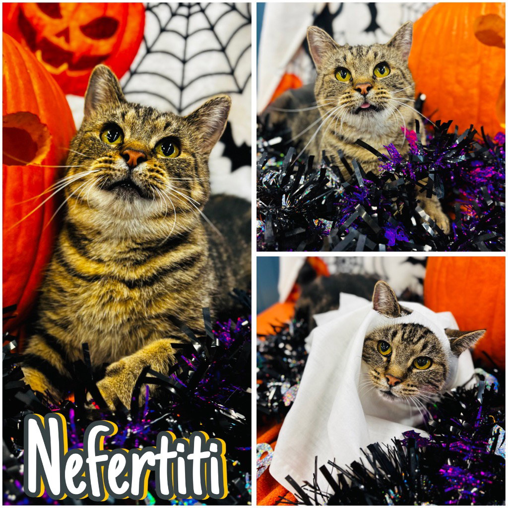 Nefertiti (Neffy)