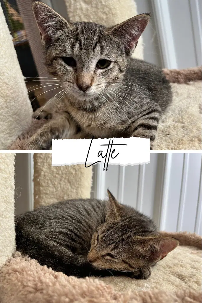 Latte - Domestic Short Hair