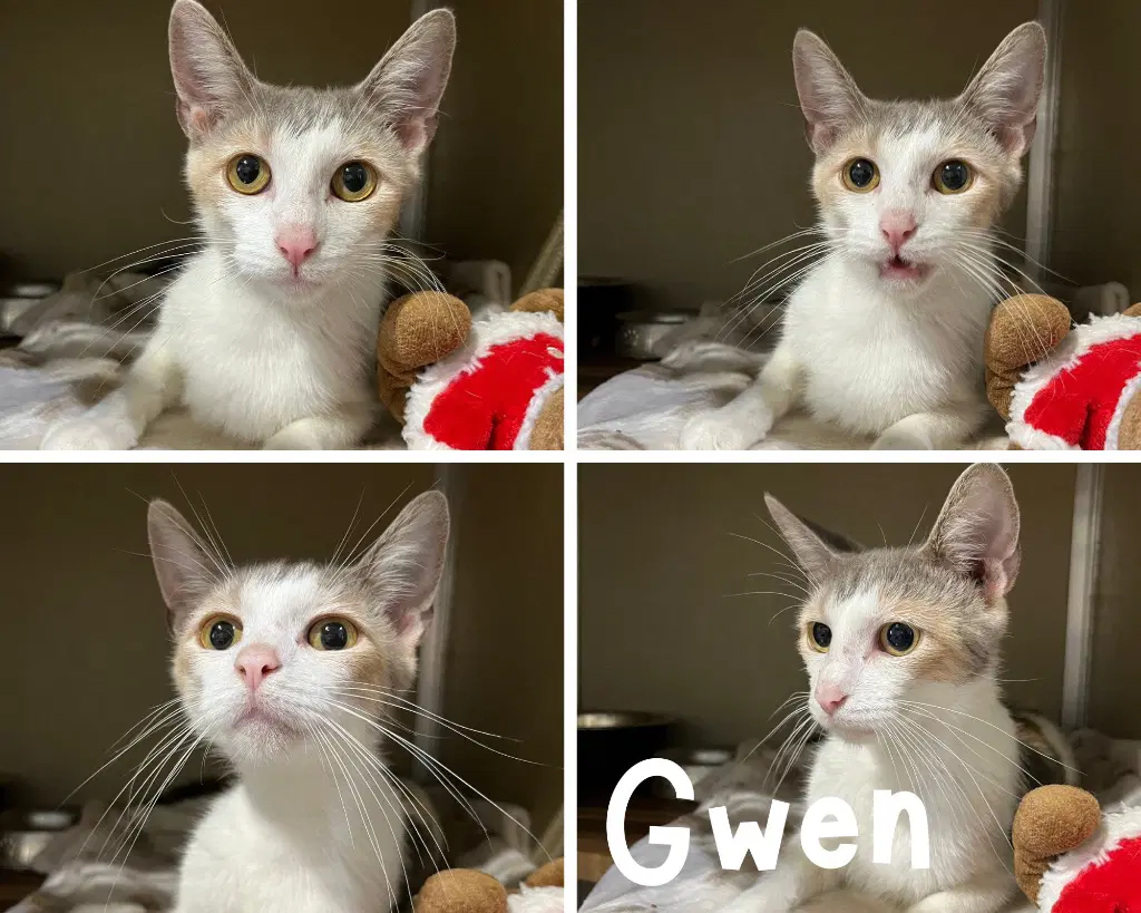 Gwen- Retired Momma - Domestic Short Hair