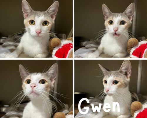 picture of the cat needing adoption
