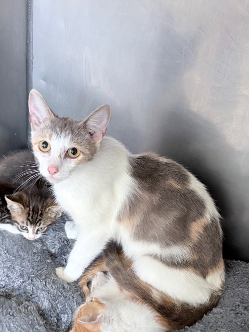 Photo 2 of Gwen- retired momma