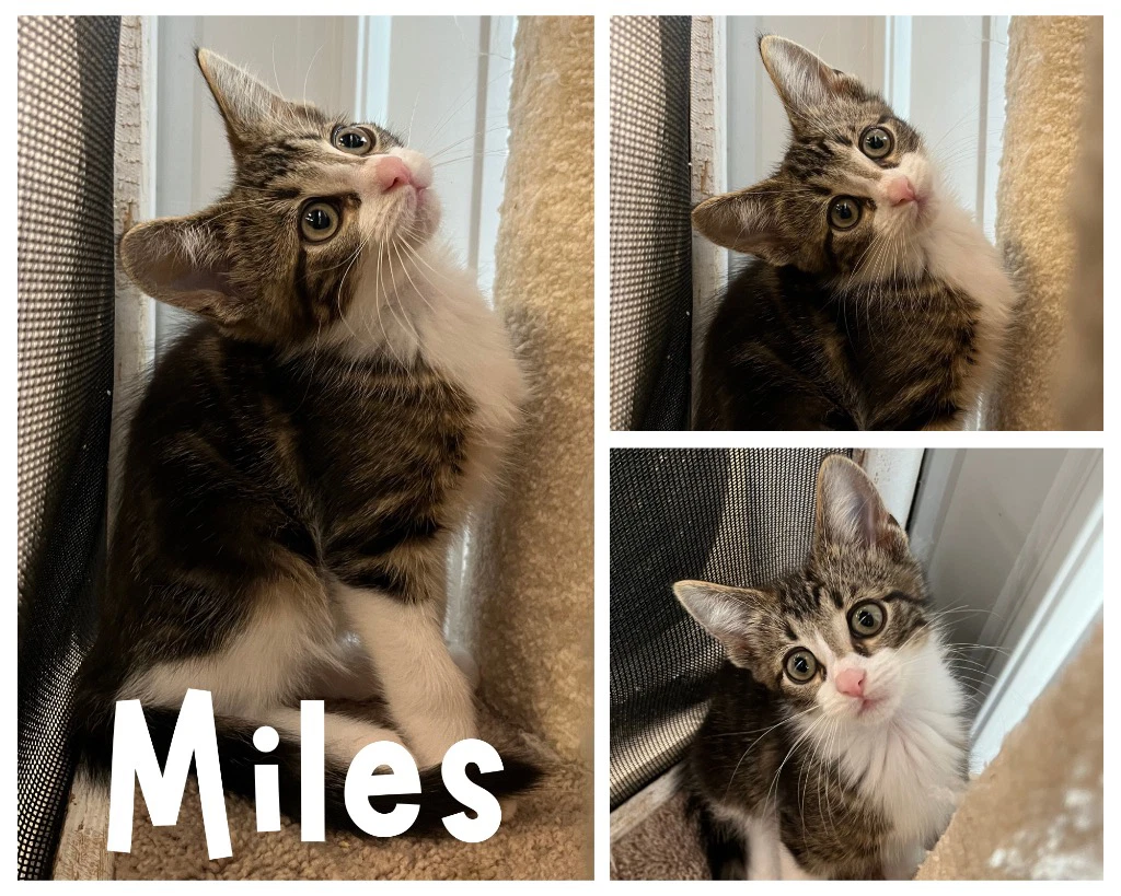 Miles