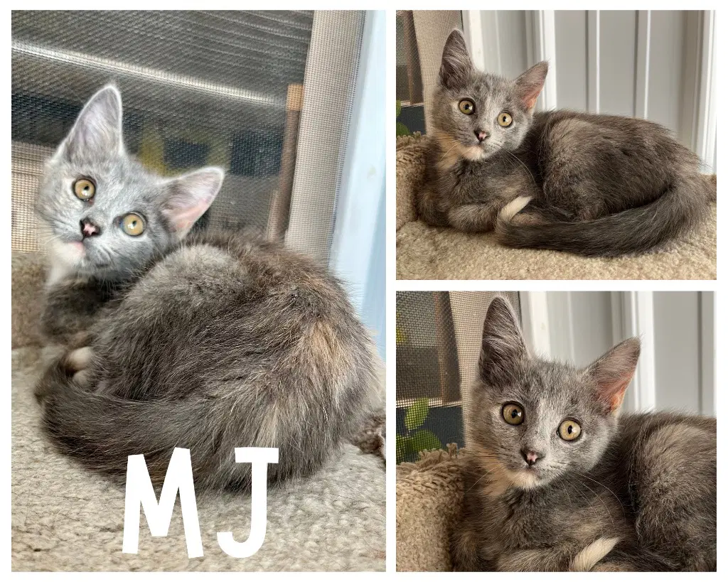 Mj - Domestic Short Hair