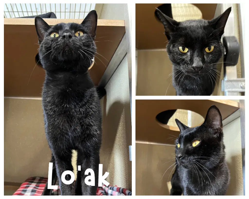 Lo'ak - Domestic Short Hair