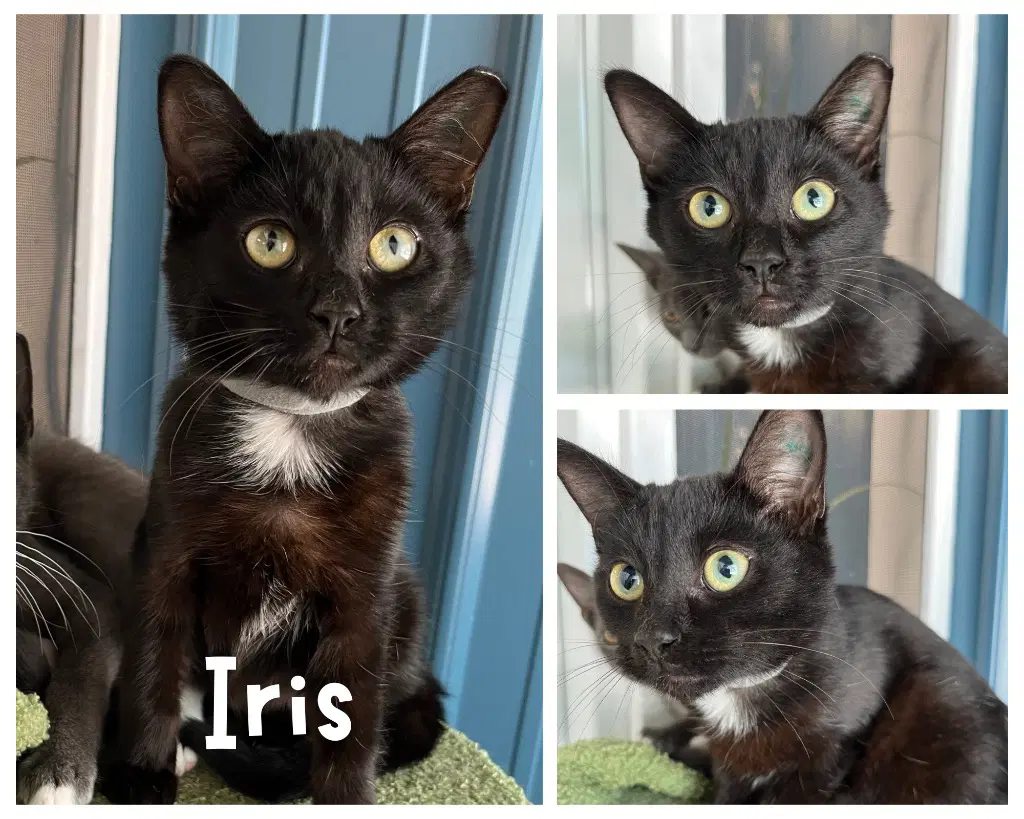 Iris - Domestic Short Hair