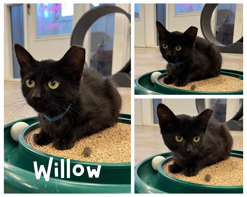 Willow