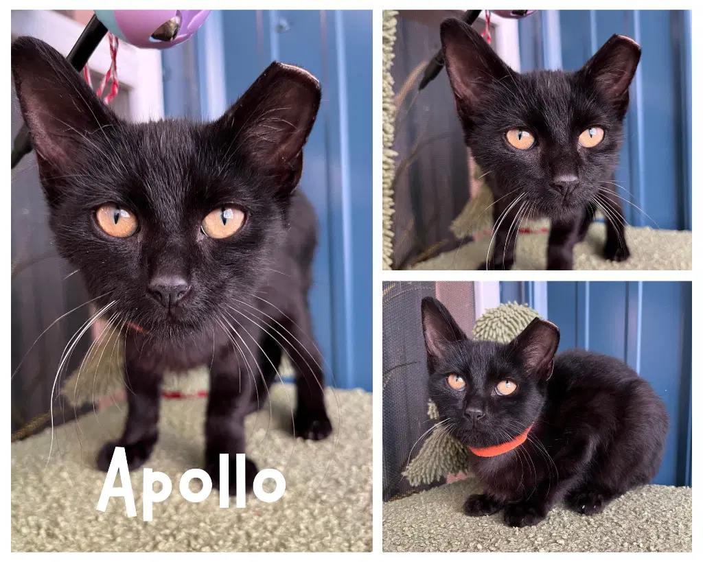 Apollo - Domestic Short Hair
