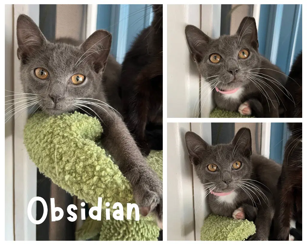 Obsidian - Domestic Short Hair