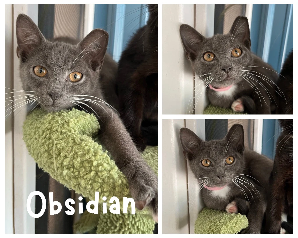 Obsidian