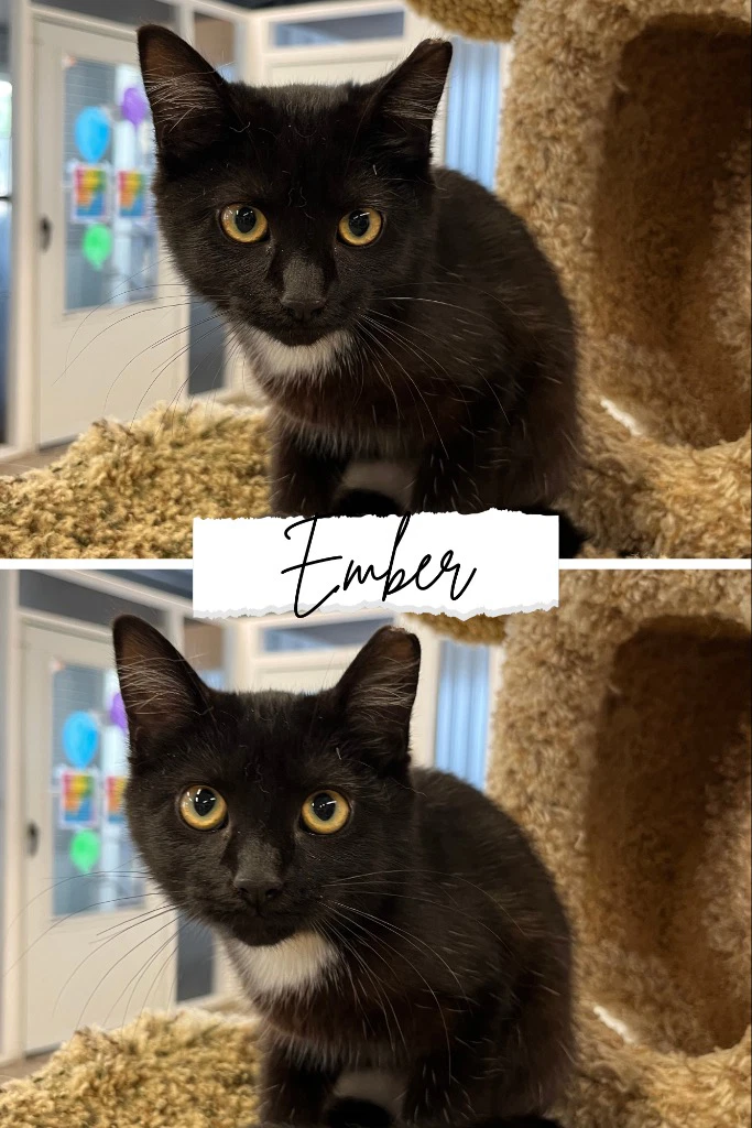 Ember
