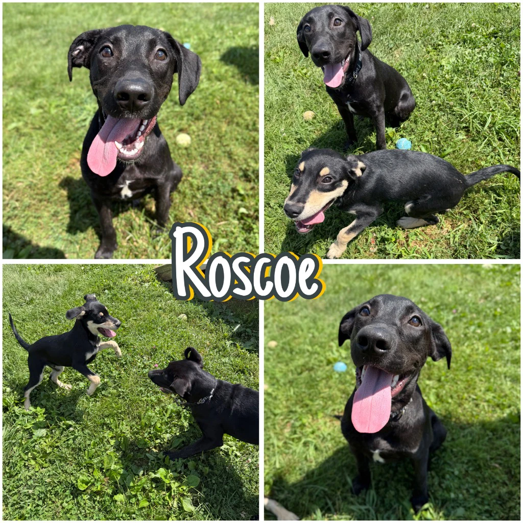 Roscoe