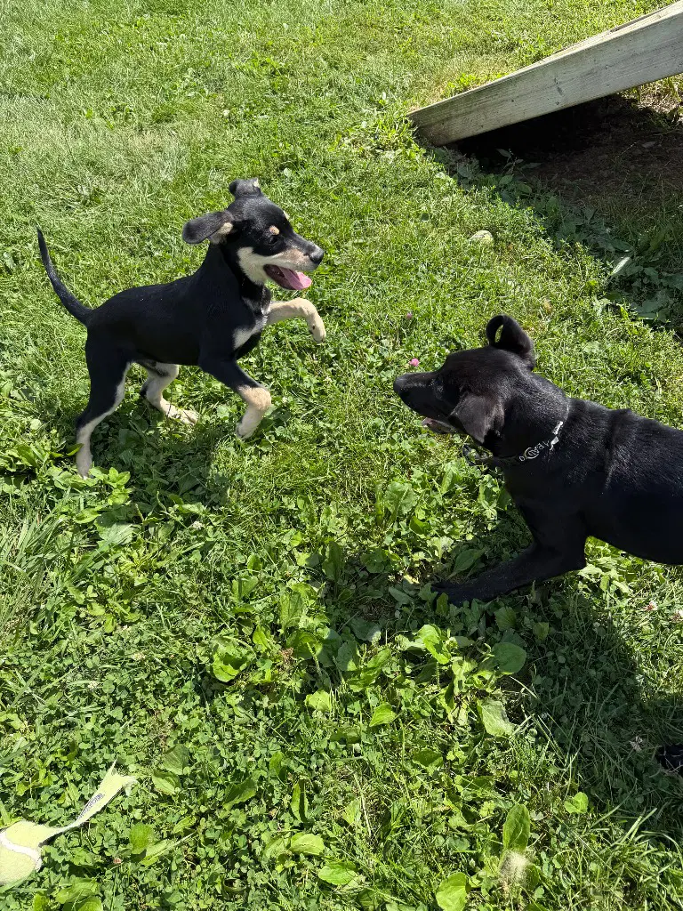 Roscoe image 2