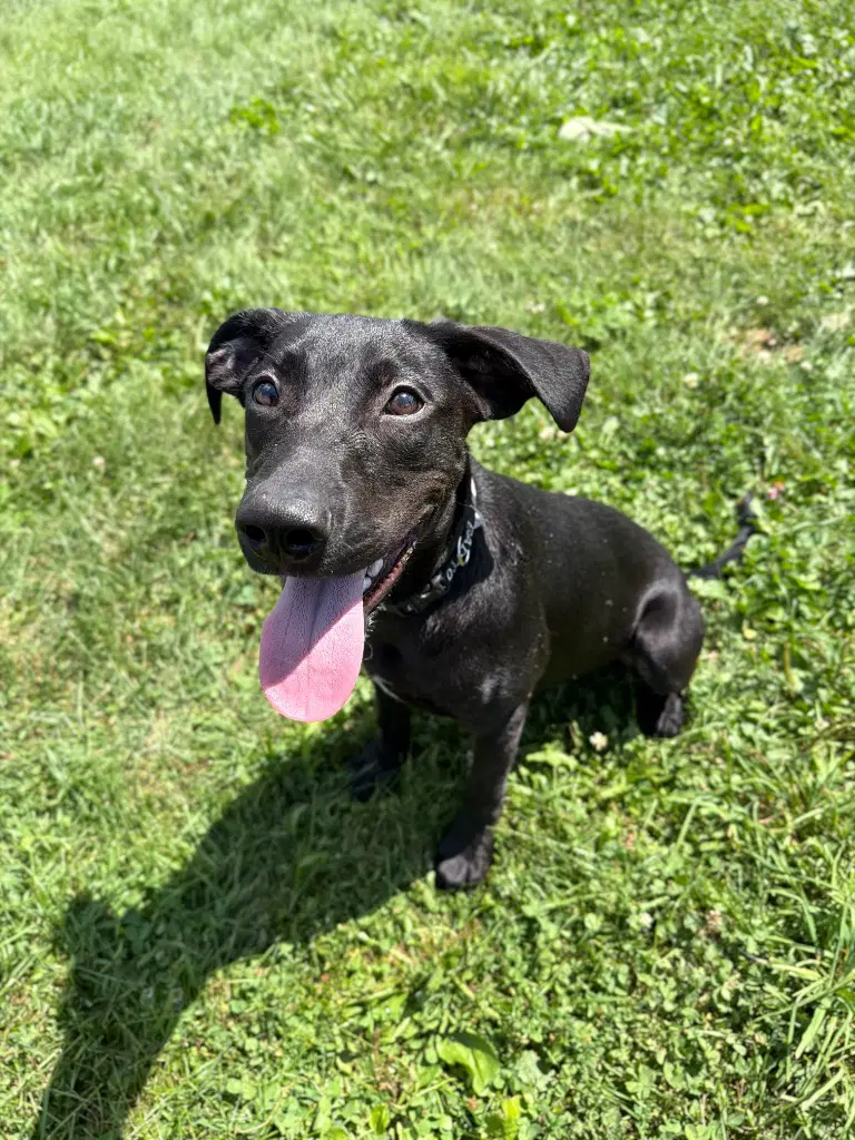 Roscoe image 3