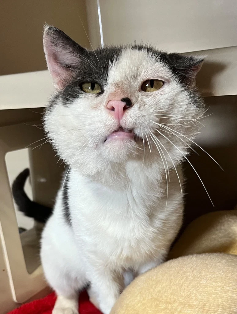 Freginald- Fiv