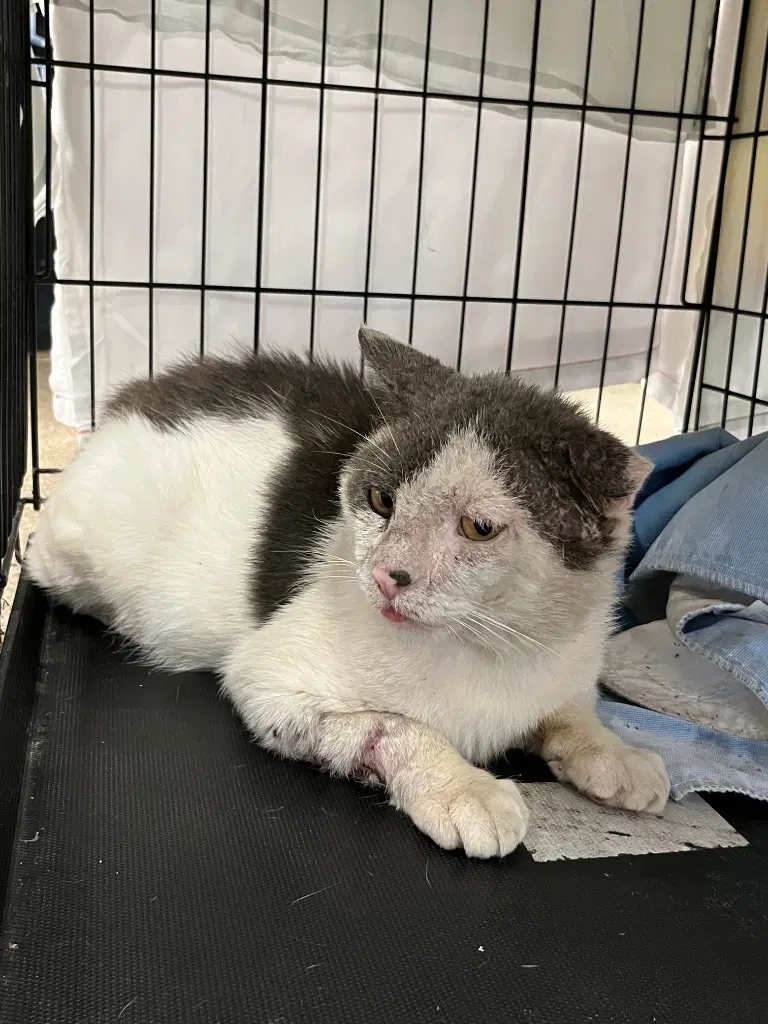Freginald- Fiv image 2