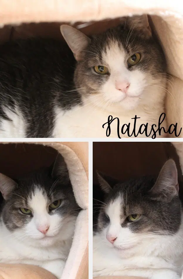 Natasha- Waived Fee- Long Term - Domestic Short Hair
