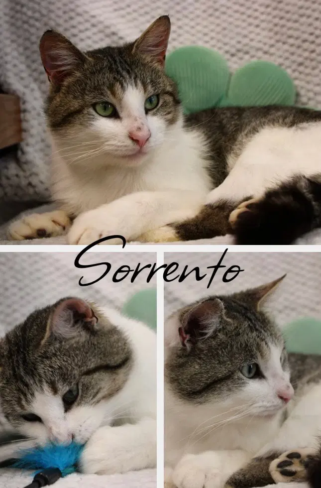 Sorrento - Domestic Short Hair
