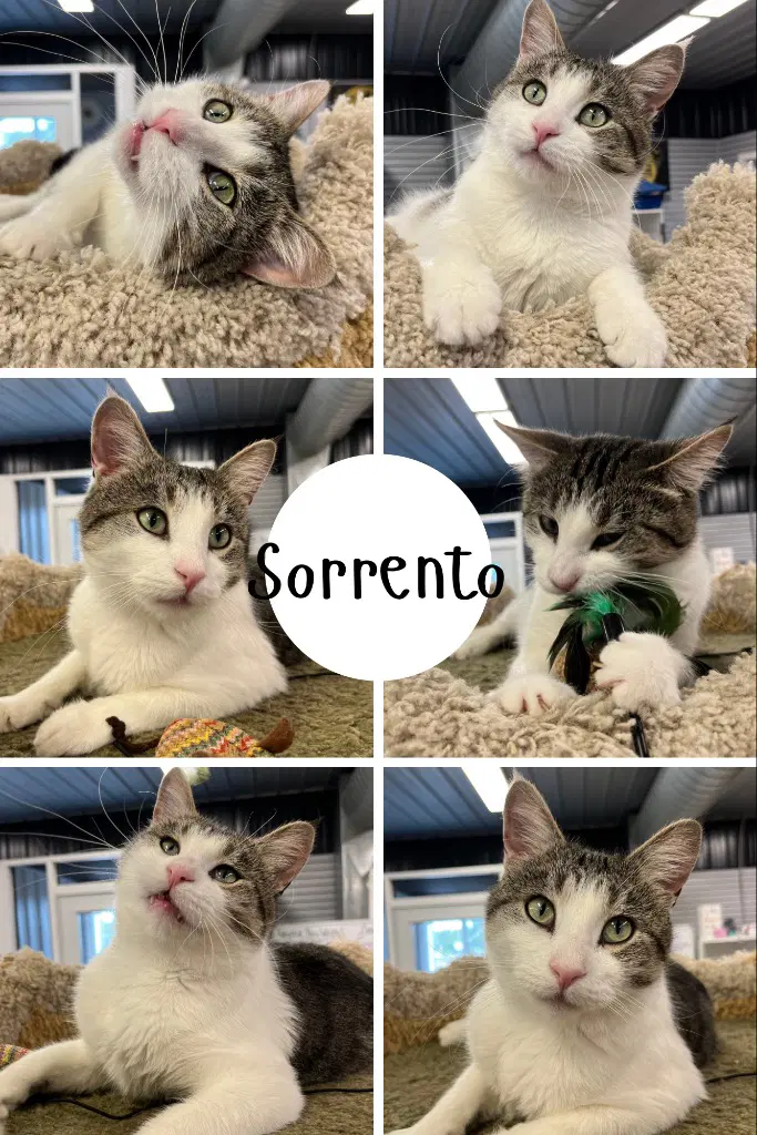 Sorrento - Domestic Short Hair