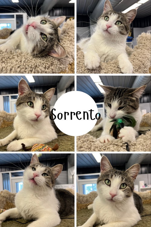 Sorrento, a cat for adoption from Animal Welfare League of Kosciusko County
