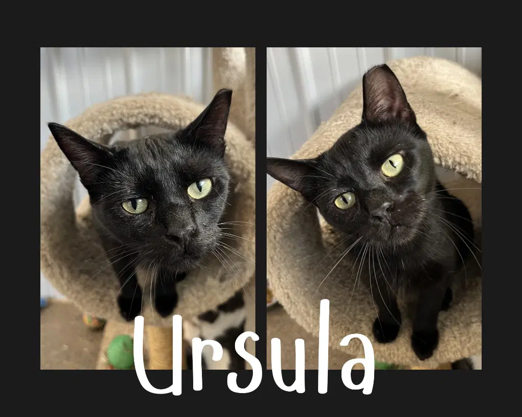 Ursula - Domestic Short Hair