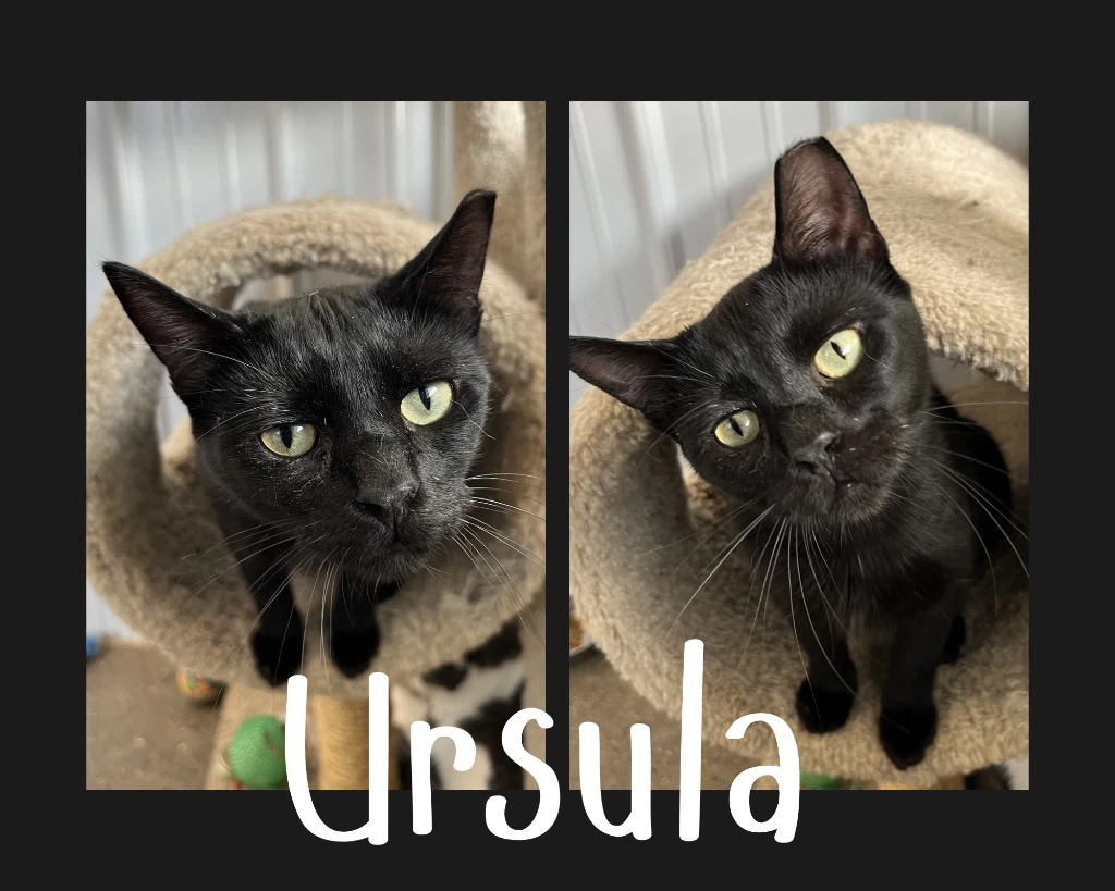 Ursula