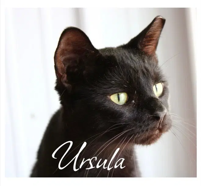 Ursula image 2