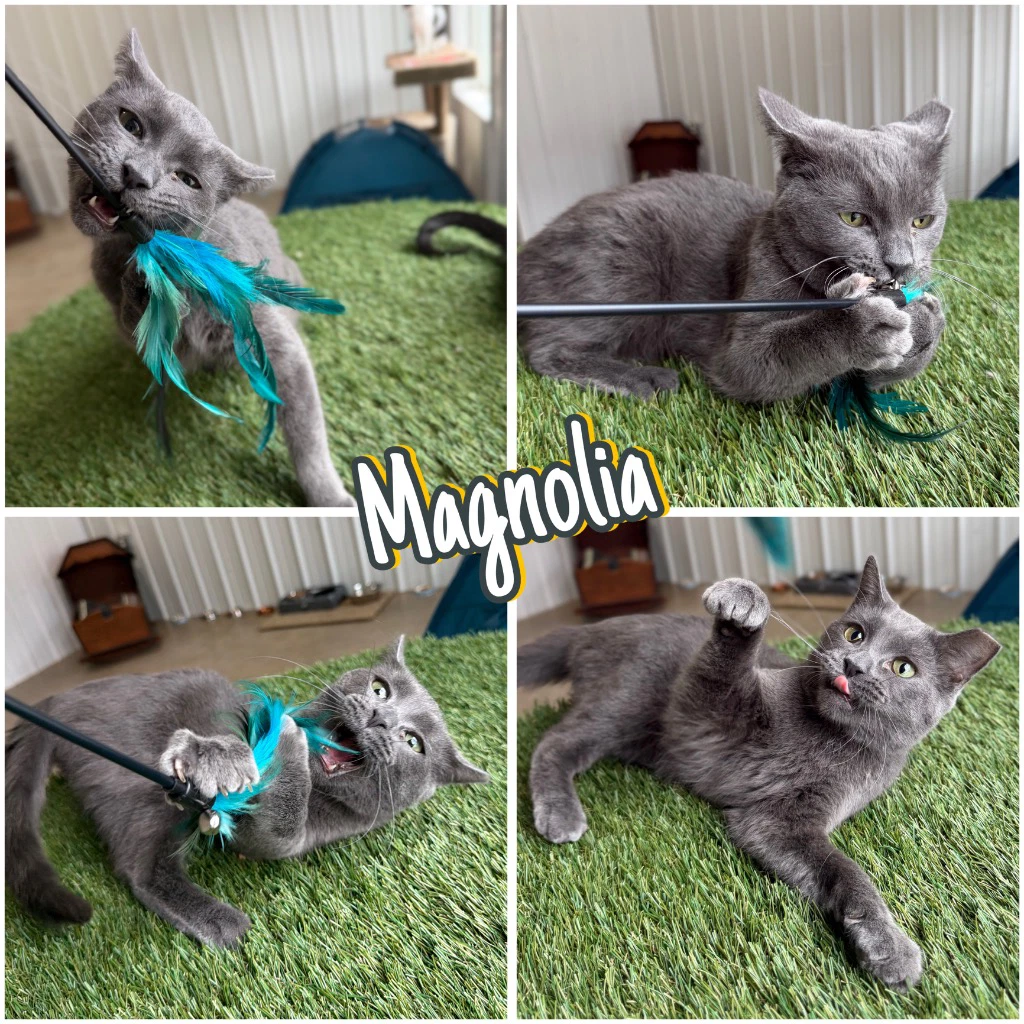 Magnolia