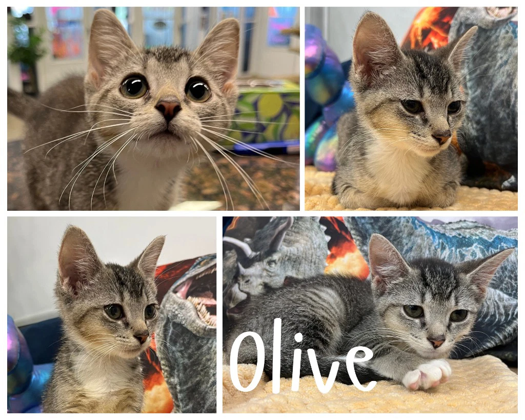 Olive