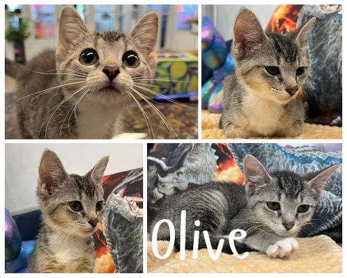 picture of the cat needing adoption