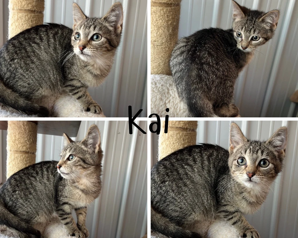 Kai