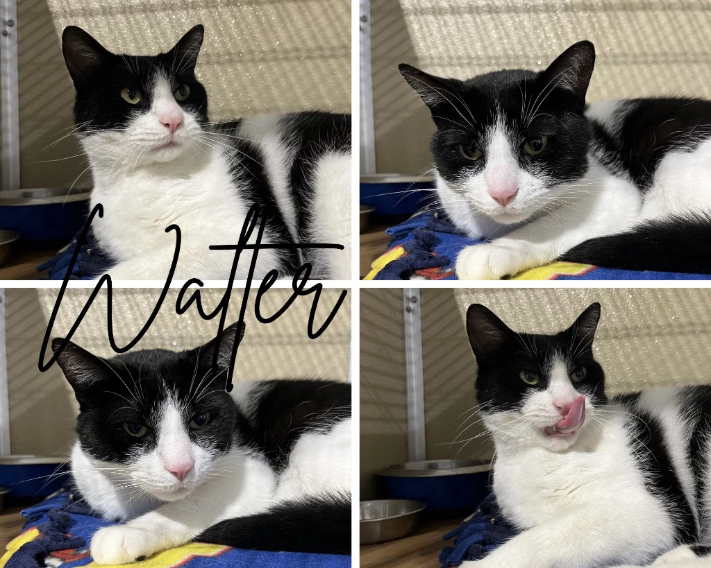 Walter- Sponsored
