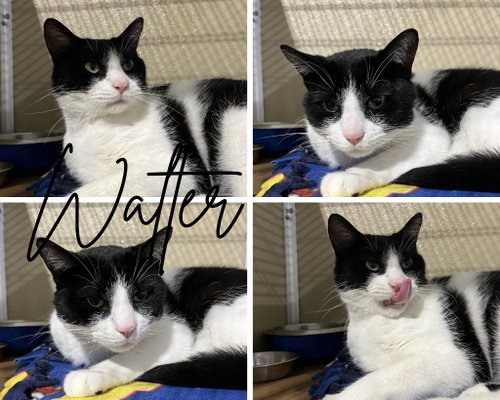 Walter- SPONSORED- silo, a cat for adoption from Animal Welfare League of Kosciusko County