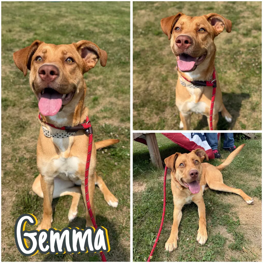 Gemma - American Staffordshire Terrier
