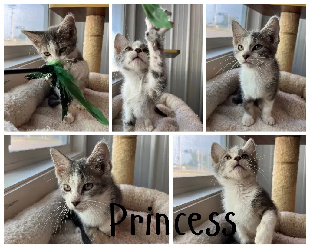 Princess - Domestic Short Hair