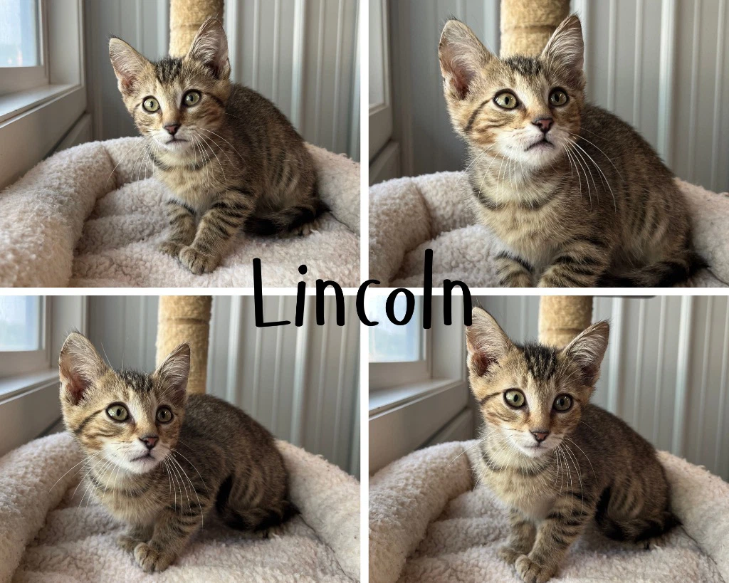 Lincoln