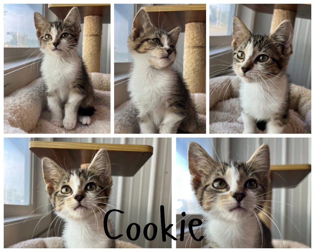 Cookie