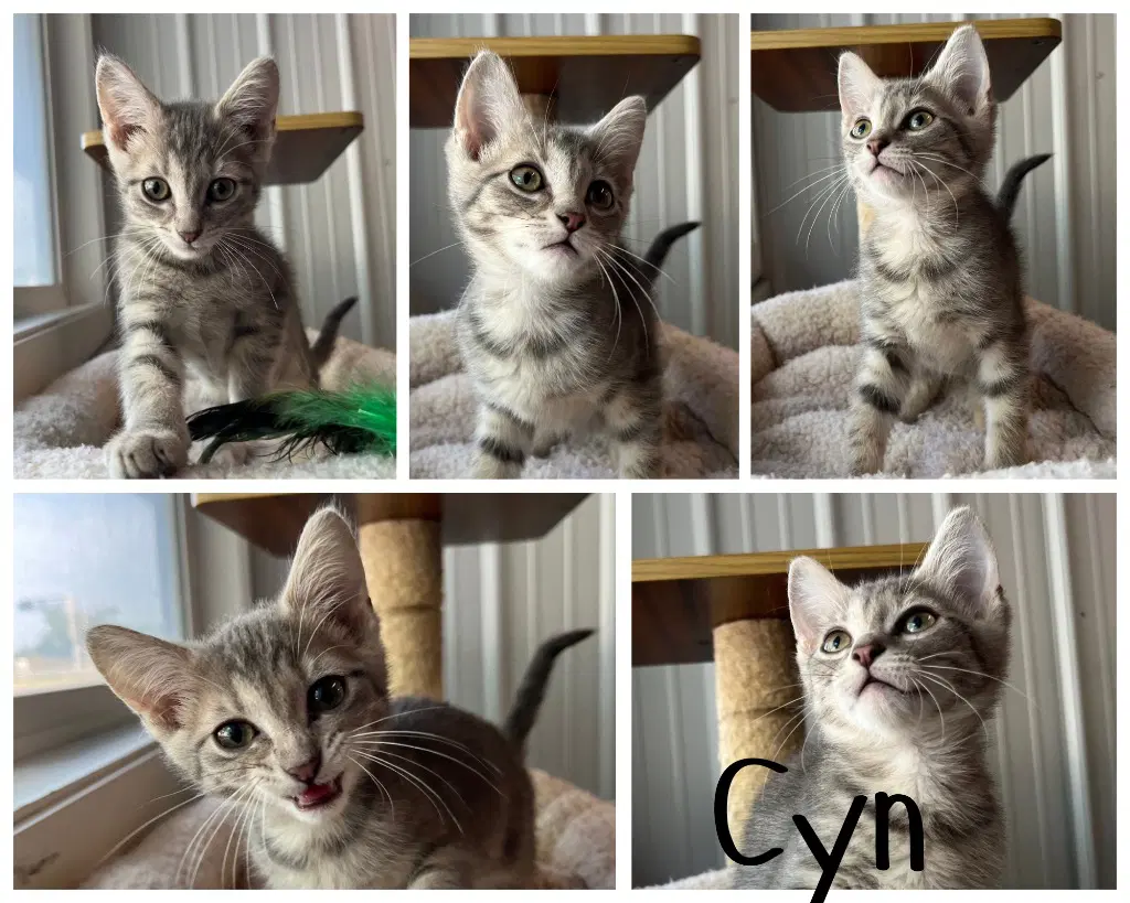 Cyn - Domestic Short Hair