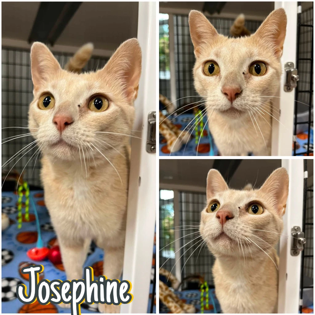 Josephine- Retired Momma
