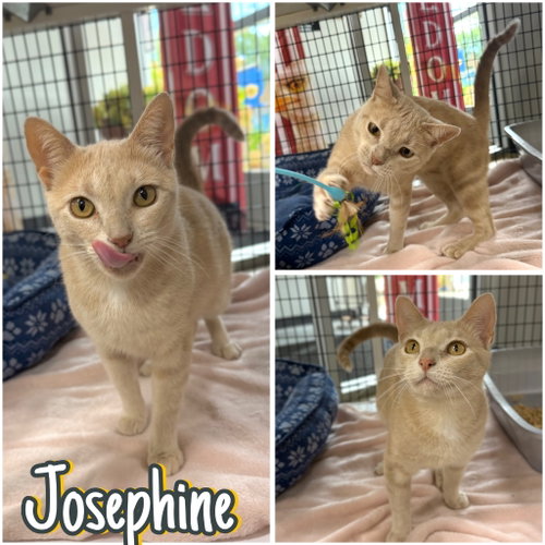 Josephine, a cat for adoption from Animal Welfare League of Kosciusko County