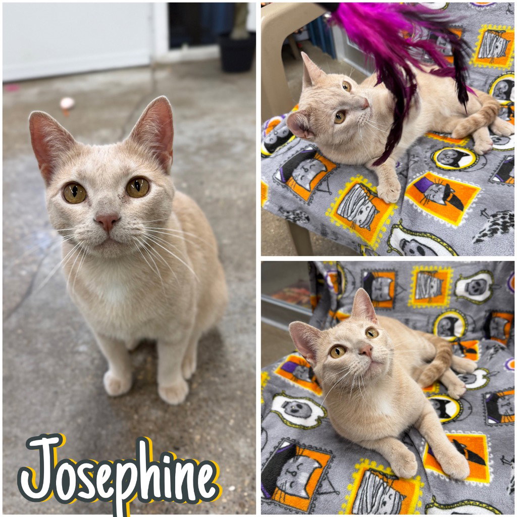 Josephine