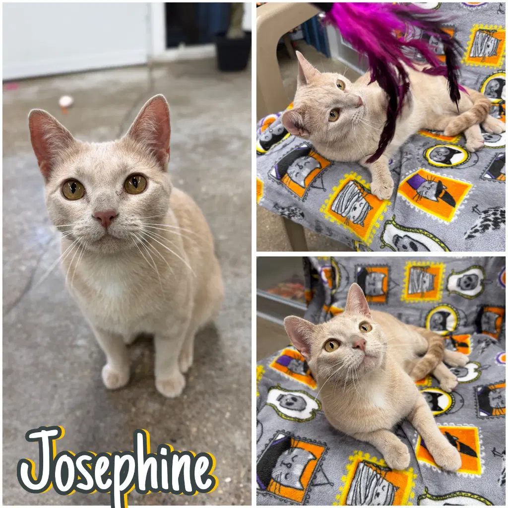 Josephine- Retired Momma - Domestic Short Hair