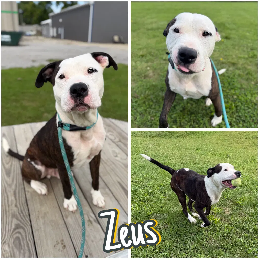 Zeus - Fee Waived - American Staffordshire Terrier
