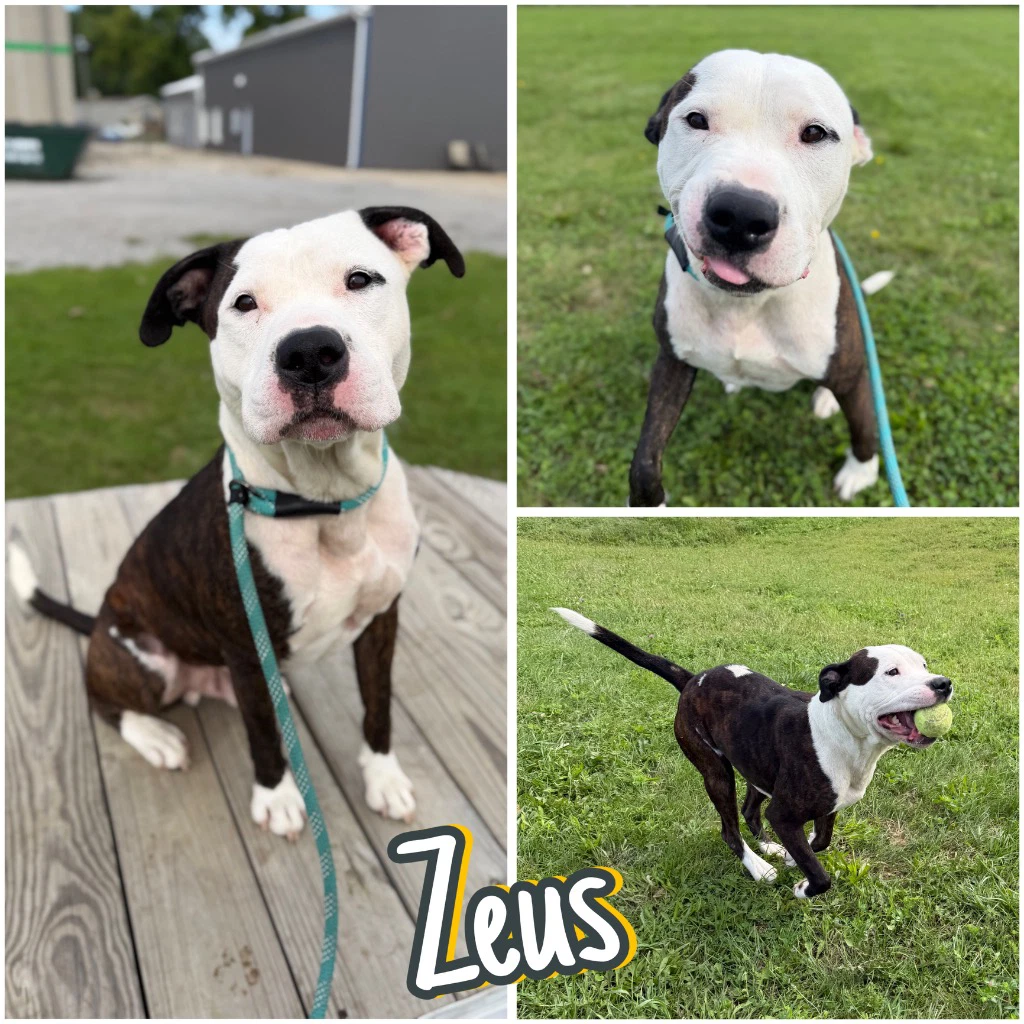Zeus - Fee Waived