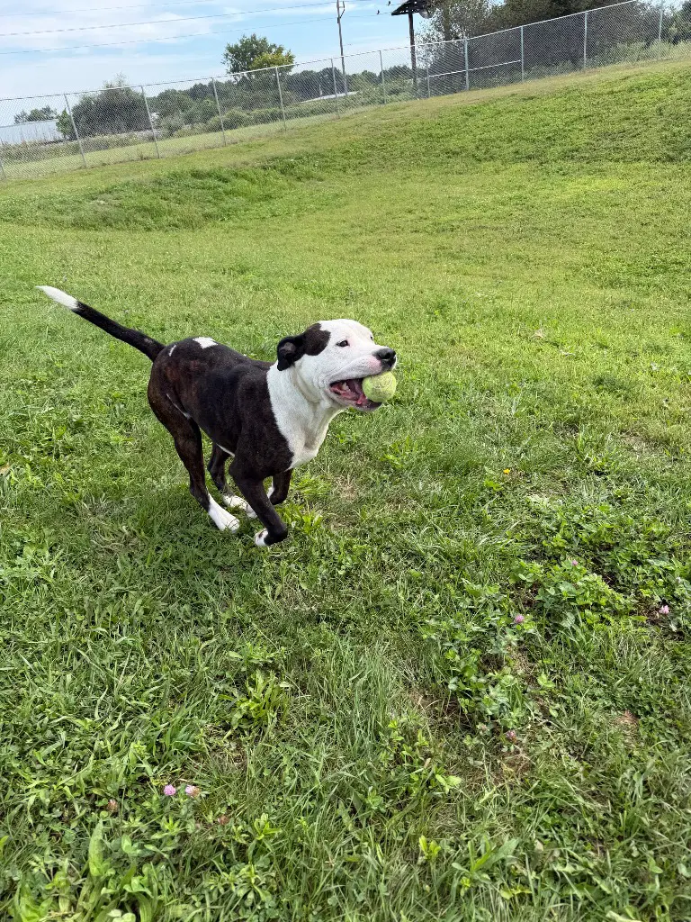 Zeus - Fee Waived image 2