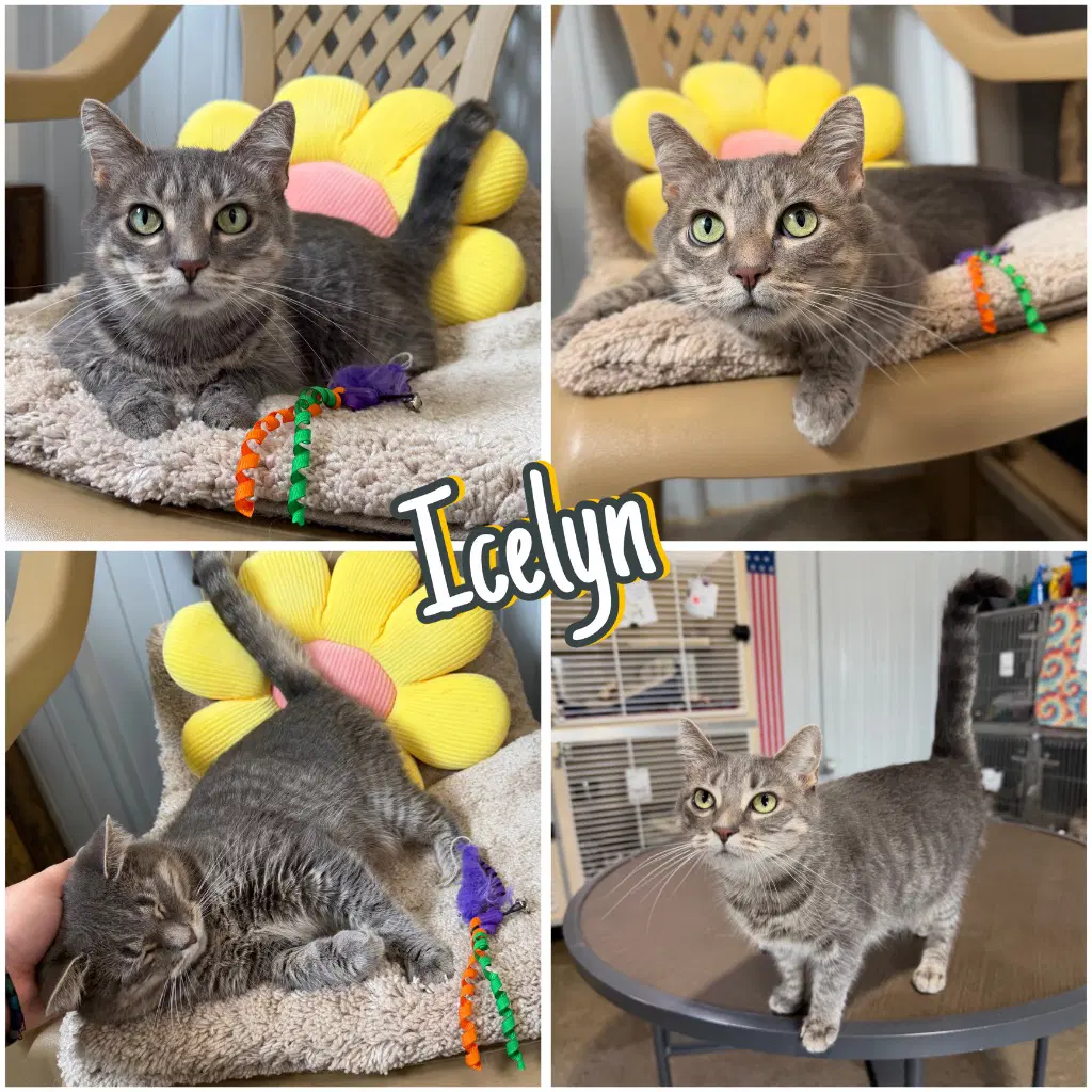 Icelyn image 1