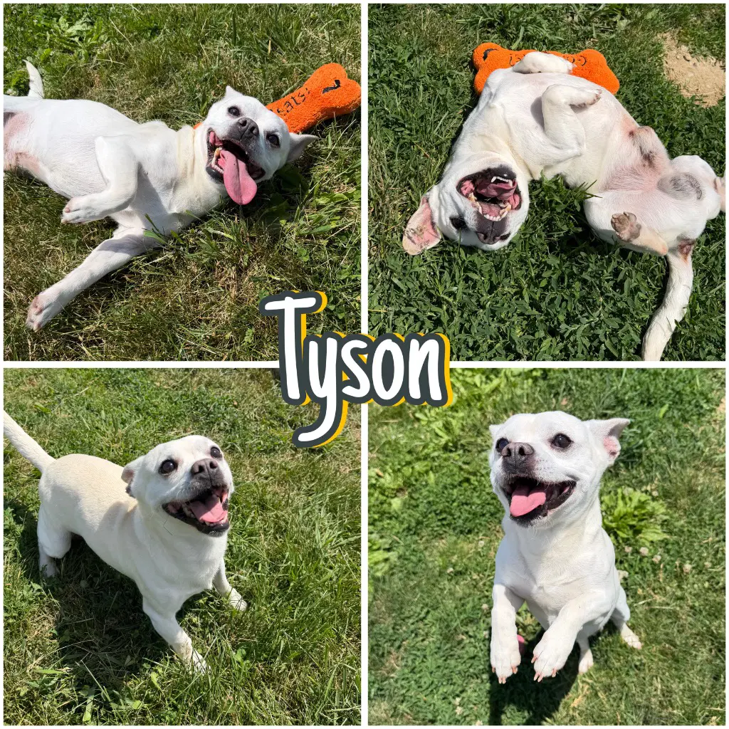 Tyson image 1