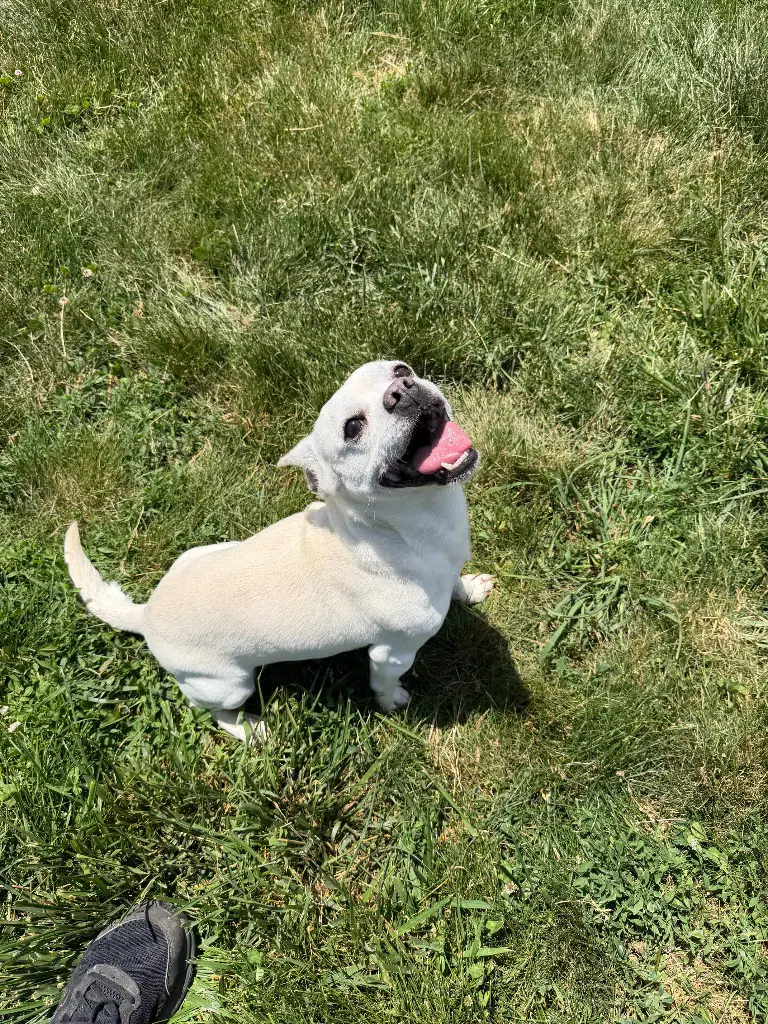 Tyson image 3